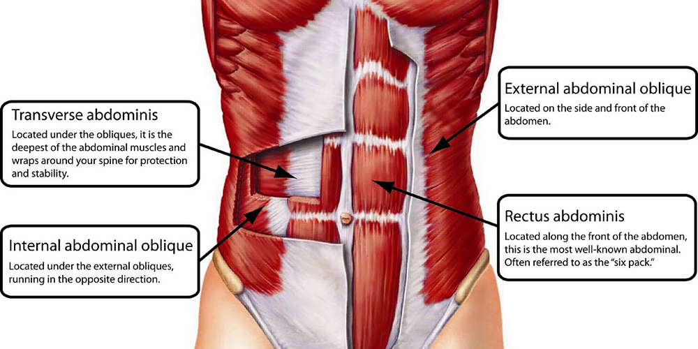 Músculos abdominais